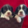 Amazing Puppies! AKC English Springer spaniel