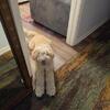 Goldendoodle
