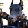 AKC REG. EUROPEAN DOBERMANS