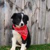 MALE Australian Shepards