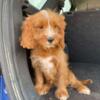 Cavapoo for sale ready for you