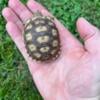 Baby sulcata tortoise