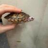 Red Ear Slider Turtles