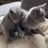 Elite purebred Russian Blue Kittens in search of loving forever homes !!