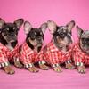 Beautiful dogs looking for a new home