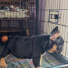 French bulldog in miami