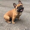 Beautiful female frenchie