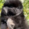Handsome Black and Silver Male Pomeranian AKC