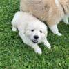 Great Pyrenees / Anatolian puppies