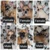 AKC French Bulldog Puppies Available now!