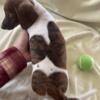 Beautiful mini dachshund brindle female