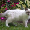 Seal Point Ragdoll Kitten