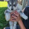 Pure Bred Siberian Husky Puppies