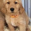AKC Golden Retrievers for Sale