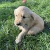 Pure Bread Golden Retriever / 2 males 1 female