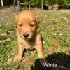 Golden Retriever Puppies Available Born September 5 2024