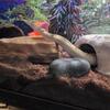 Brian barczyk Bamboo wuma ball python