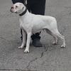 AKC FEMALE BOXER