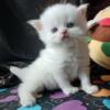 Purebred Persian Flame Point Male Kitten