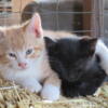 Friendly Farm Kittens