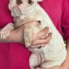 AKC Female splash gene Boston Terrier Puppy 8 months