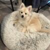 6-month-old, intact, purebred Pomeranian with AKC papers - avail now!