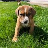 Bernese x blue nose pit bull (amstaff) puppies