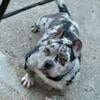 American Bully micro blue Merle stud