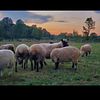 Flock of Clun Forest Sheep (Ewes / Rams)