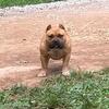 Abkc reg micro pocket bully