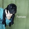 Neo mastiff/Corso Puppies for sale