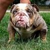 Micro English bulldog Merle chocolate tri stud or for sale