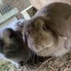 Pedigree Holland lop does