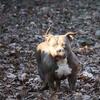 Adult female bully