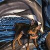 CKC registered Miniature Pinscher