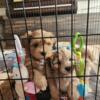 4 Shih Poo Puppies  ready  September 21 (Toy Poodle, Shitzu) Puppies 3 Boys 1 Girl (Mishawaka Indiana)