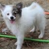 Pomeranian puppies looking for new homes