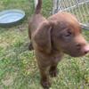 Chocolate lab puppies AKC SALE READY TO GO HOME NOW FATHERS DAY SALE
