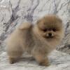 AKC CH Sired Pomeranian Puppy ~Swen