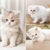 Persian kittens