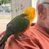 Tame Sunday conure and sun conure