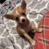 8 weeks old boy Chihuahua / Miniature Pinscher mix