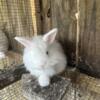 Lionhead rabbits for sale