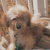 Poodle puppy (miniature) 