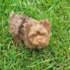 Apri reg Yorkshire Terrier (Leo)