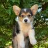 AKC REGISTERED PEMBROKE WELSH CORGIS