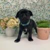 Litter Of 3 Pug Puppies- Black Males For Sale $900