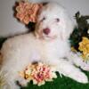 Standard Poodle (AKC)