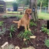 AKC Golden Retriever Puppies