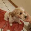 21 week old male parti yorkie